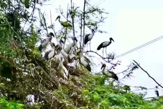 high-alert-at-birsa-munda-zoo-in-ranchi