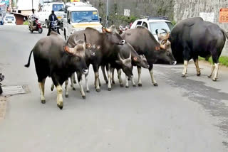 வாகனங்களை வழிமறித்த காட்டெருமைகள்