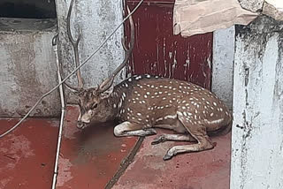 forest department rescued reindeer