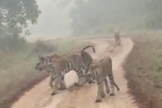 Naina and her three cubs seen in Kanha National Park