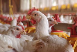 bird-flu-infection-in-hens-in-panchkula