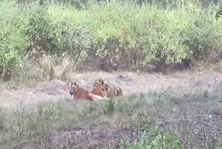 little-cubs-seen-playing-in-kanha-national-park