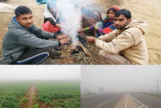 धौलपुर में सर्दी का सितम  धौलपुर में घना कोहरा  राजस्थान में सर्दी  dholpur latest news  Winter in rajasthan  Dense fog in dholpur  Winter season in dholpur  Rajasthan weather