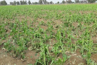 hail-storm-in-fatehabad