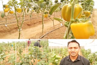 capsicum being grown in many varieties, luni news, jodhpur news, केंद्रीय शुष्क क्षेत्र अनुसंधान संस्थान काजरी, Capsicum cultivation in Jodhpur, Capsicum being grown in many varieties, Central Arid Zone Research Institute Kajari, जोधपुर में शिमला मिर्च की खेती