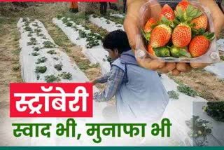 strawberry-cultivation-started-in-hazaribag