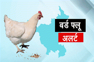 hard-possibility-of-bird-flu-in-haryana