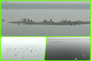 Siberian birds visit Yamuna shore in Burari area every year during winter season