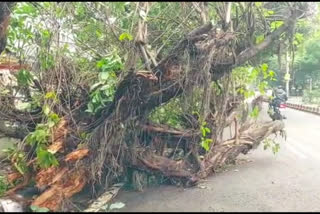 Tree fallen in Vasant Kunj delhi