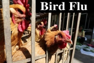 Increased risk of bird flu in delhi