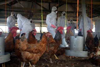 Lakh of chickens die in Haryana's Panchkula; bird flu expected