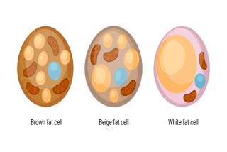 Brown Fat Protect Cardiac