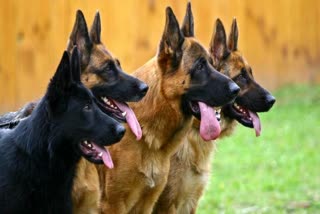 pet dogs license in Dehradun
