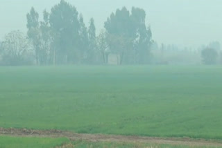 wheat-farmers-happy-with-rain-in-ambala