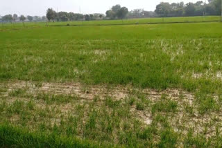 farmers happy with rain in palwal