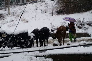 Destitute animals in snowfall in Rekong Peo kinnaur