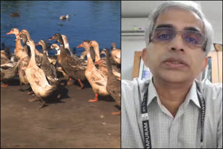 Dr Sreekumar regarding Bird flue outbreak  Dr Sreekumar  Bird flue  പക്ഷിപ്പനി മനുഷ്യരിലേക്ക് പകരുമോ?  പക്ഷിപ്പനി  രാജീവ്ഗാന്ധി സെന്‍റര്‍ ഫോര്‍ ബയോടെക്നോളജി  ഡോക്ടർ ശ്രീകുമാർ