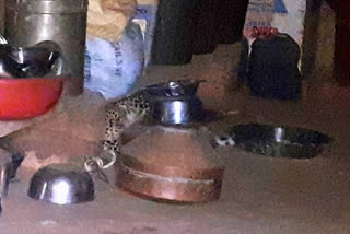 leopard broke into a house in Igatpuri