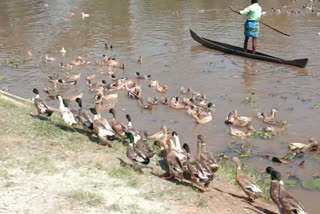 Duck farmers is in crisisi in koottayam  bird flue outbreak in Kottayam  താറാവു കര്‍ഷകര്‍ കടുത്ത ആശങ്കയില്‍  കോട്ടയത്തെ താറാവു കർൺകർ