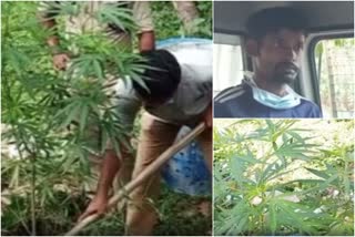 growing cannabis  കഞ്ചാവ് ചെടി  Out-of-state worker arrested  ഇതരസംസ്ഥാന തൊഴിലാളി പിടിയിൽ