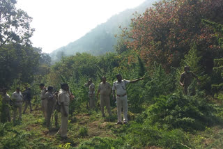 A joint team destroyed cannabis in rayagada