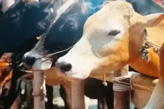 Karnataka governor promulgates stringent anti cow-slaughter ordinance