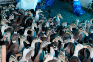 Kerala Bird flu: Culling of birds begins in the affected regions in two districts