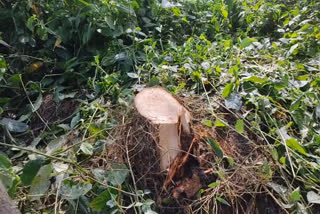 Stealing of Sandalwood in Pampadumpara village  Marayoor sandwood stealing  theft in marayoor  ചന്ദന മോഷ്ടാക്കള്‍  പട്ടം കോളനി