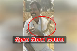 man caught snake and put around in his neck