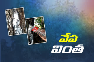 వేపచెట్టు నుంచి కారుతోన్న తెల్లని ద్రవం