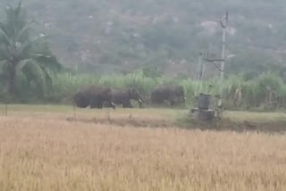 Elephant attacked on crops fileds