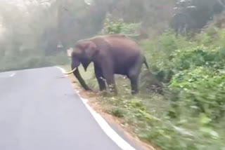 நெடுஞ்சாலையில் சுற்றித்திரியும் ஒற்றை யானை