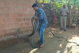 protection of cobra in karawara