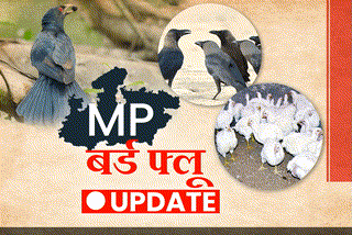 MP bird flu update