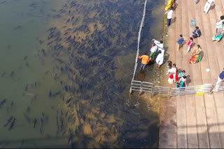 ಮೂಗುತಿ ಮೀನು’