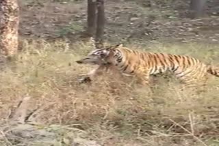 pench tigress news