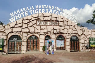Mukundpur White Tiger Safari