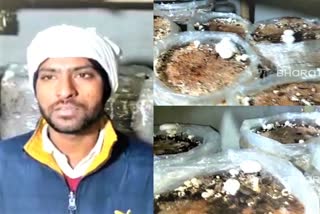 getting big income in mushroom crop, mushroom crop in jaipur, Deepak is cultivating mushroom crop, mushroom crop at home