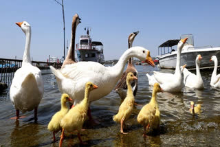 karnataka-on-alert-to-contain-bird-flu-spread-blocks-poultry-from-kerala