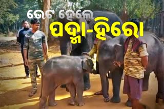 elephants in kapilash rescue center