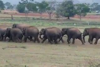 WILD ELEPHANT HERD ATTACKS ON THE CROPS IN NANJANGUD
