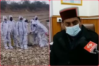 forest Minister Rakesh Pathania on bird flu in himachal