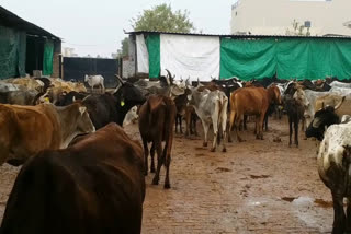 cows Aadhaar card made in shri krishna chaubisi gaushala in palwal