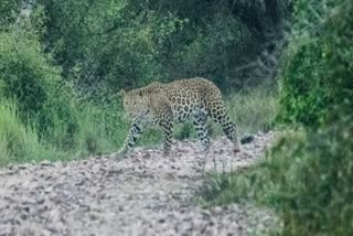 panther in rajkot