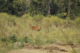 The tiger counting process begins on Wednesday at The National Park