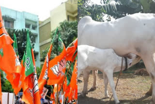 cow politics again on political platform