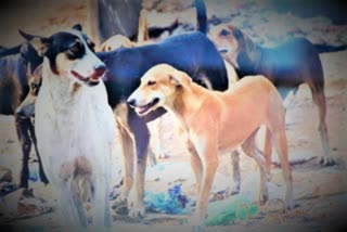Stray dogs maul teenager to death in Uttar Pradesh
