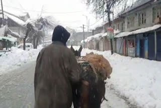 j&k snowfall: people use mule and horse for transportation