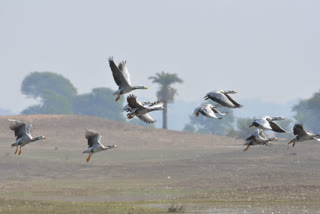 Nagi dam bird shelter