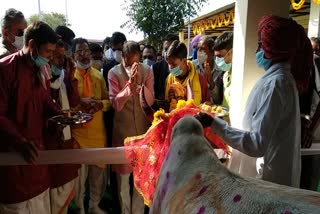 CM Shivraj worshiping the cow